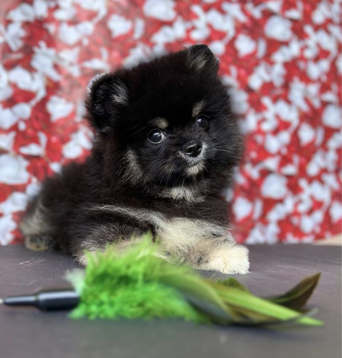 Кумендний хлопчик шпіц