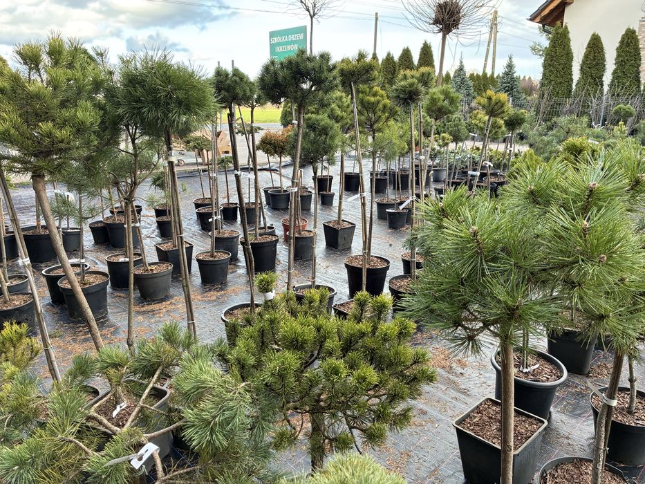 Iglaki szczepione na pniu