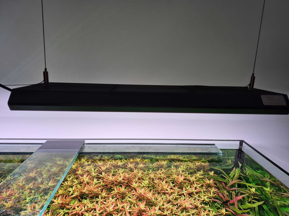 Chihiros vivid 2 10th