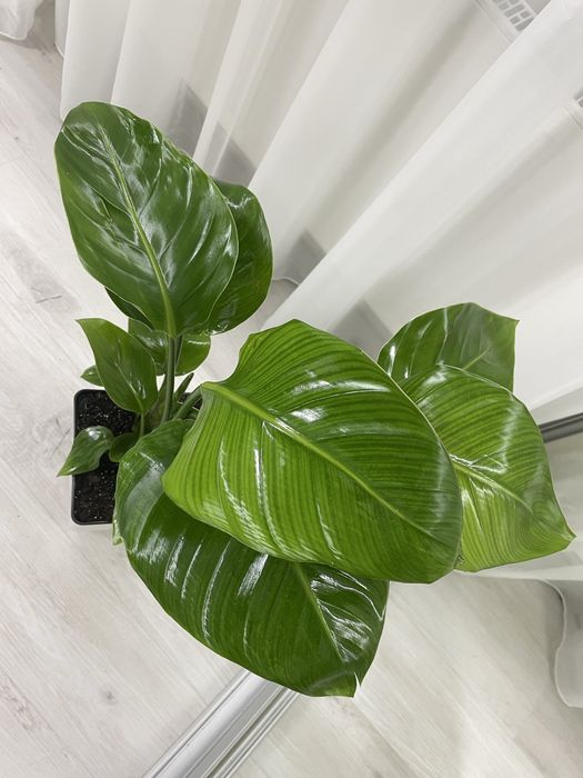 Стрелиция Николая/ Стреліція Миколая