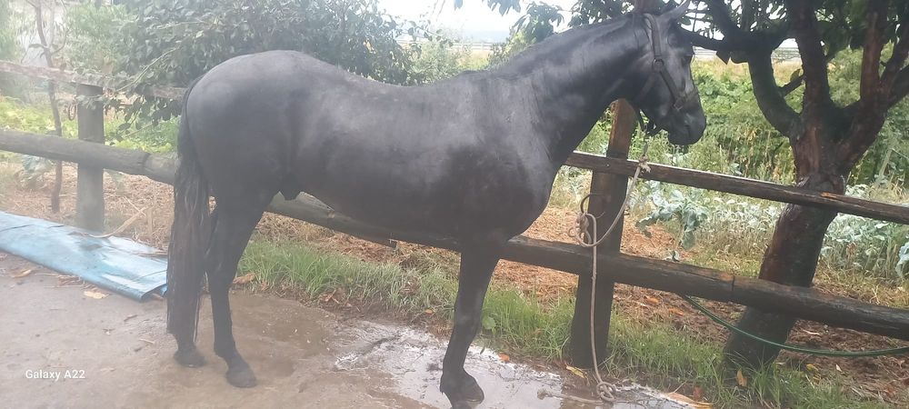 Poldro inteiro puro sangue lusitano letra S