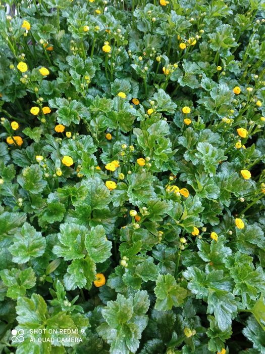 Лютики жёлтые, ранункулюс, садовые многолетние растения