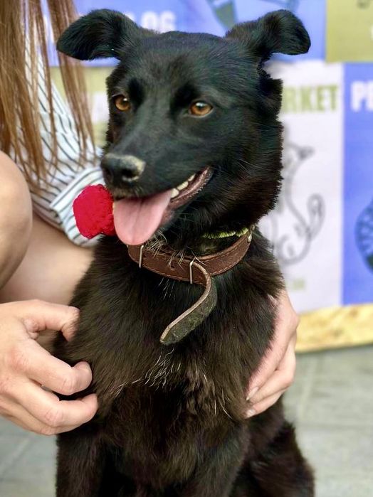 Девочка ищет хороший дом