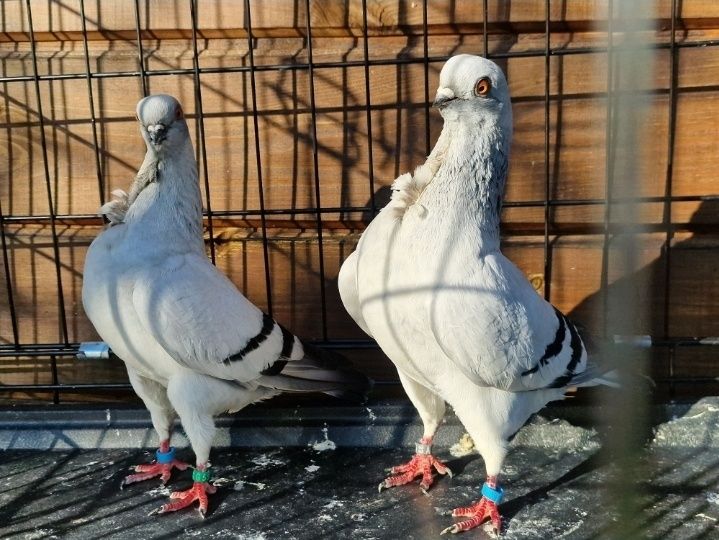 Mewki włoskie, mewka włoska, gołąb, gołębie, ozdobne,rasowe