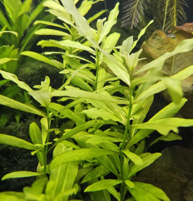 Nawódka Roślina Wodna do Akwarium