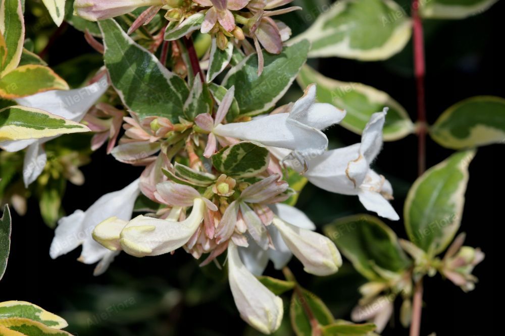 Abelia wielkokwiatowa 'Sparkling Silver'  Doniczka 2.0L