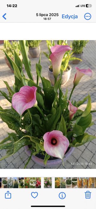 Kalle kalie zantedeschia kolory bulwy