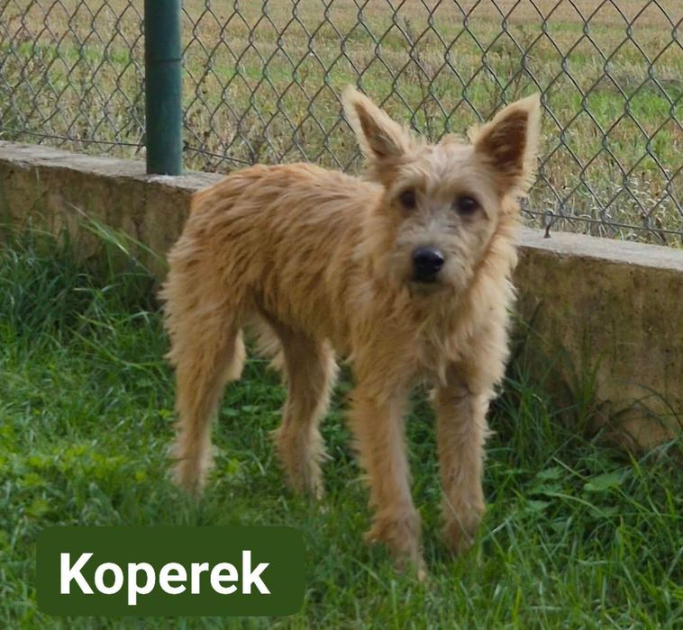 Malutkie Kudłacze do adopcji