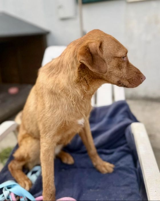 Cão com cerca de 1 ano para adoção responsável