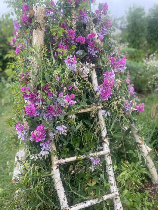 Rośliny wieloletnie  do ogrodu 5zł