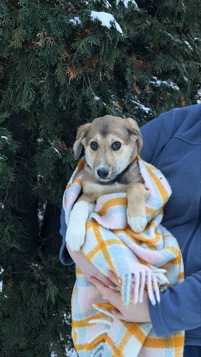 Віддам в добрі руки