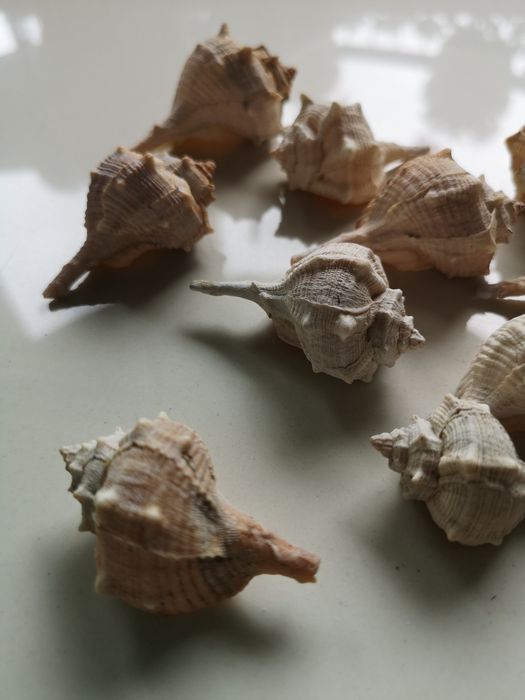 zestaw muszli morskich