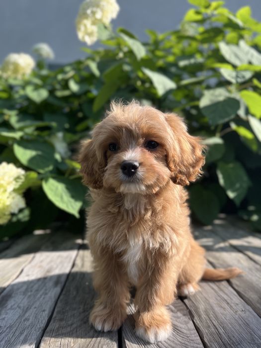 Кавапу (Cavapoo)хлопчик