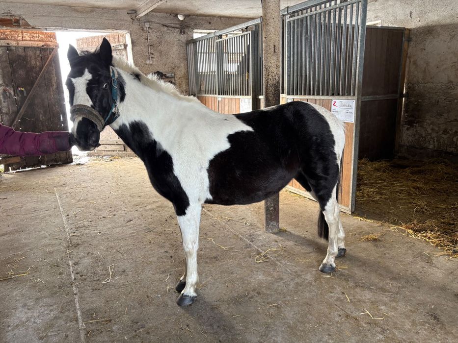 Koń kucyk 145 cm , 15 lat