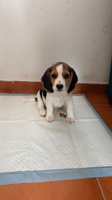 Beagle fêmea 2 meses