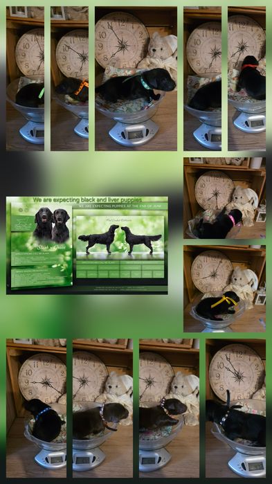 Flat Coated Retriever  suka