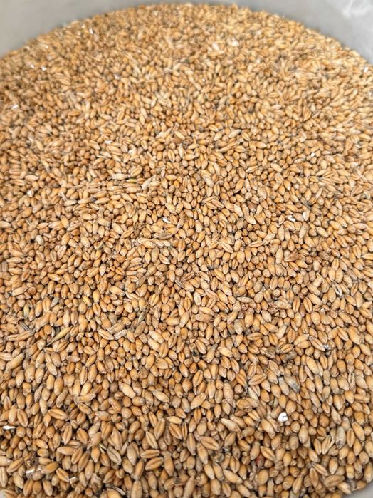 Sprzedam pszenżyto workowane, czyszczone