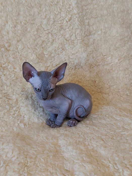 Канадская девочка