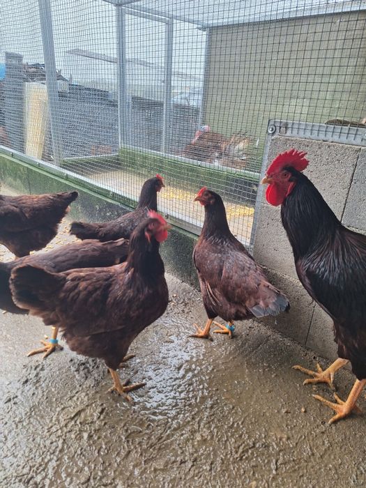 Ovos de Rhode Island Red