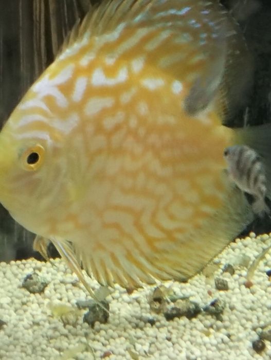 Discus pigeon gold 8a9cm