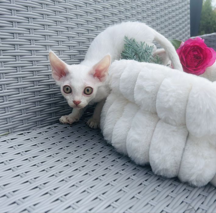 Slodki kocurek Devon Rex