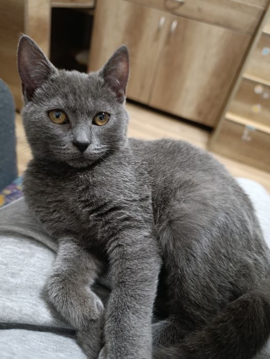 Кошеня. Кіт. Киця.