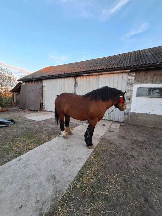 SPRZEDAM OGIERA 4 letniego z licencją!!!!!!
