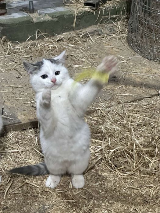 Кошеня, котик безкоштовно, 4 місяця