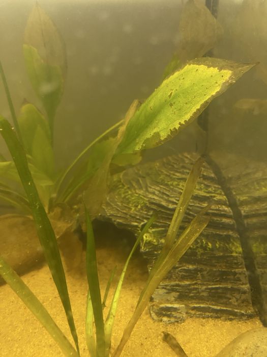 aquario / terrario tartaruga + plataforma + areia + comida para tartaruga