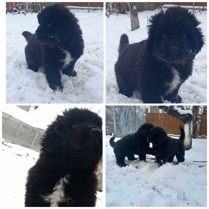 Ньюфаундлен собаки