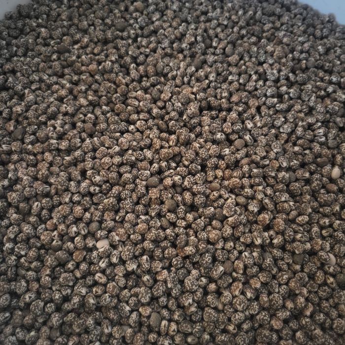 Sprzedam łubin gorzki .