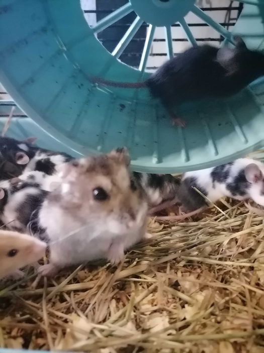 Хомячки, мышки, клетки, корма