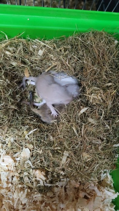 Myszoskoczki młode jak i starsze.