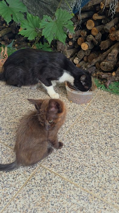 Gatinho adoção responsável