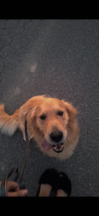 Golden retriever