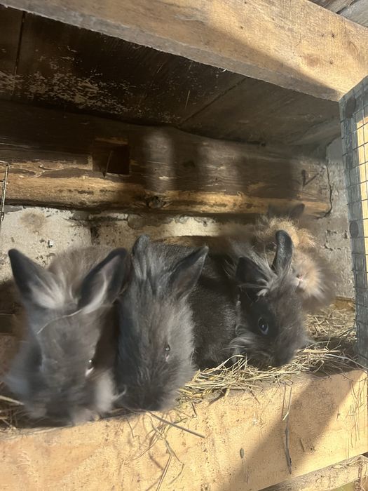 Króliczki miniaturki 3,5  miesiąca