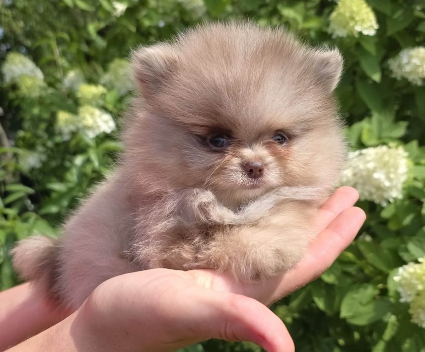 Zarezerwowany.Choco merle chłopiec