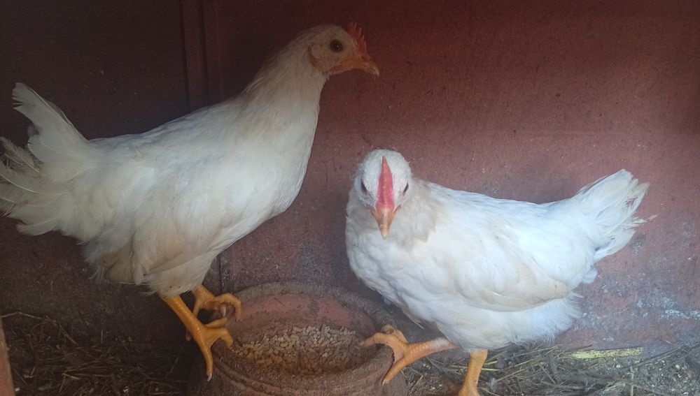 2 pintos aprox 10 semanas