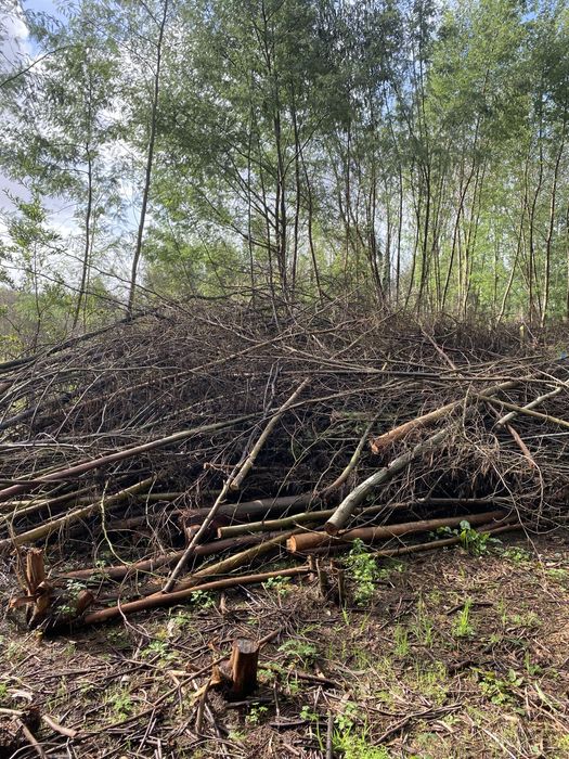 Lenha ou matéria Biodegradável