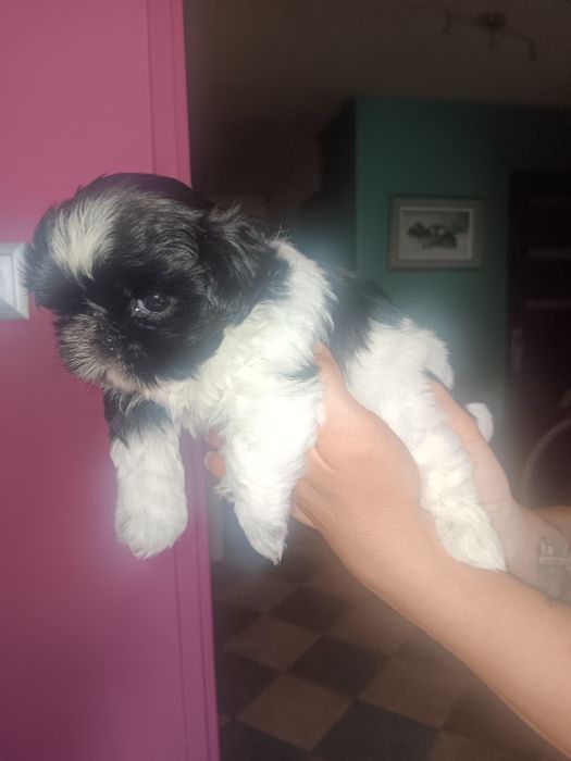 Szczeniaczki Shih tzu