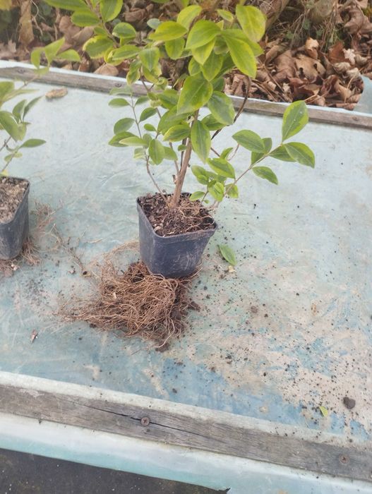 Бірючина звичайна Р9