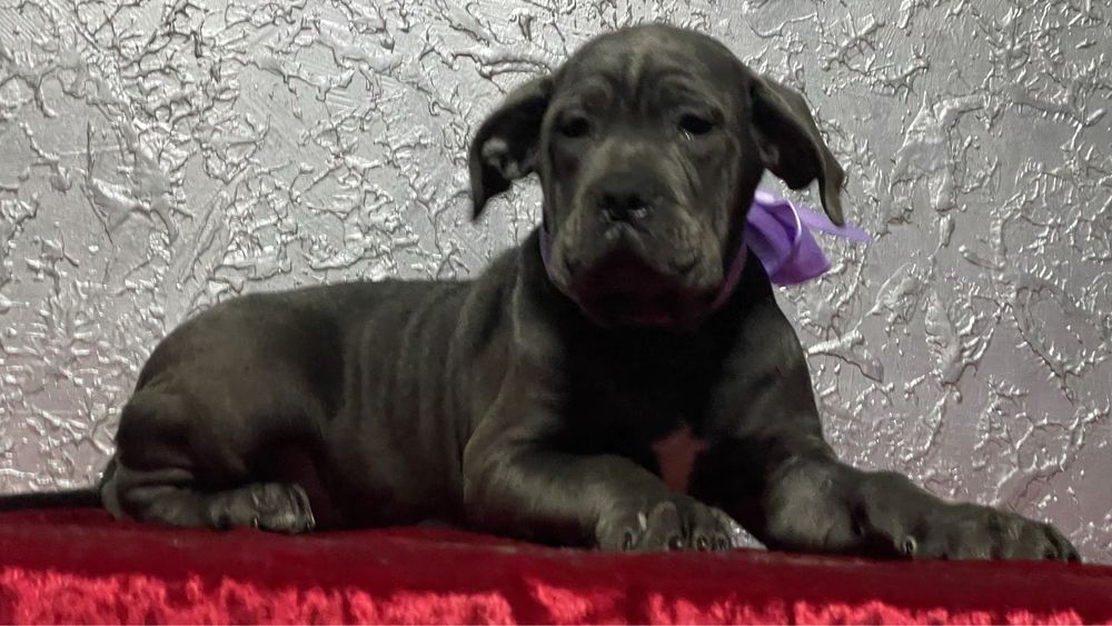 Кане корсо дівчинка