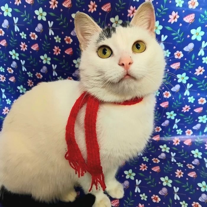 Киця кішка кошка кошечка у добрі руки