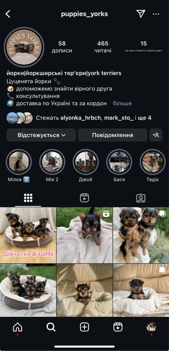 Чистокровні малюки йорки