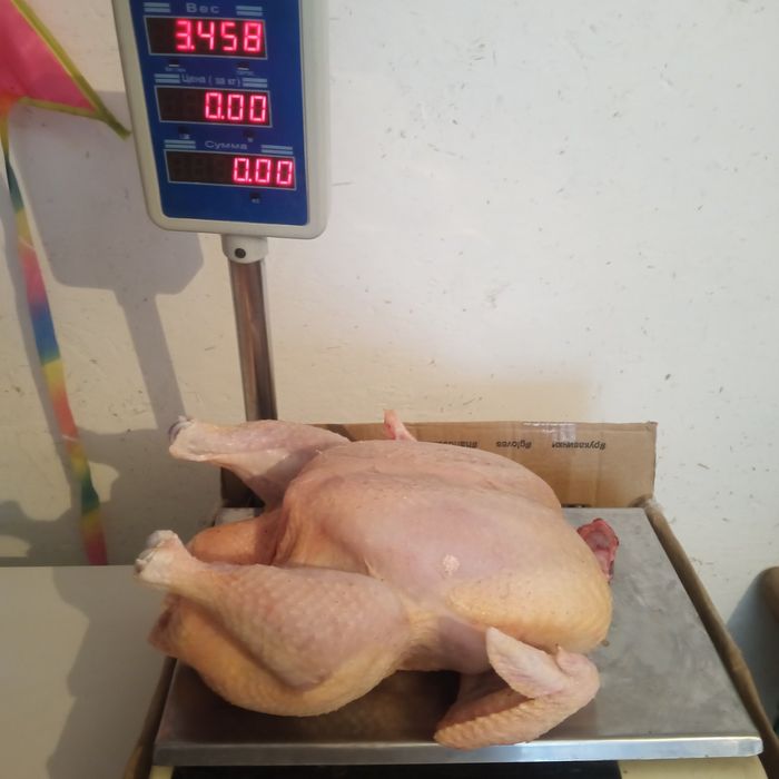 Домашний бройлер