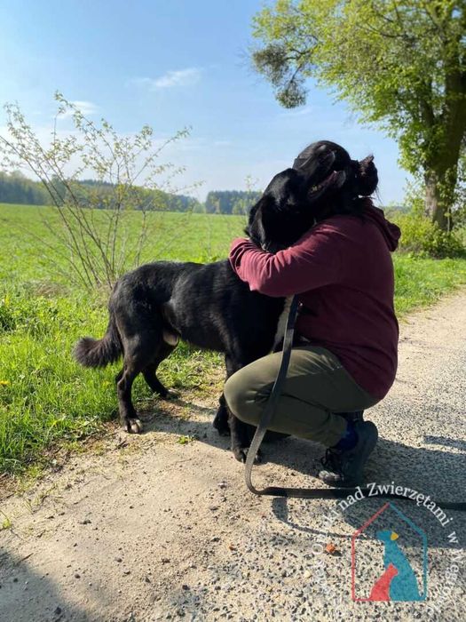 Bardzo fajny, przyjazny piesek Ozzy szuka domu!