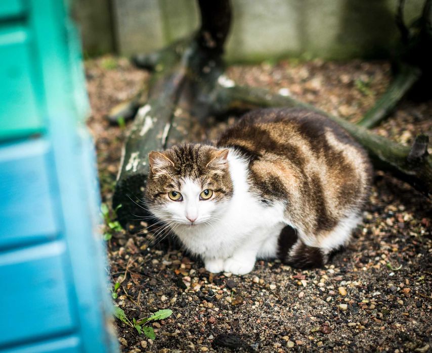 Białaczkowy kot Ben liczy na cud.