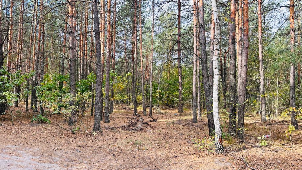 Земельна ділянка серед лісу біля Києва! Найкраща ціна!