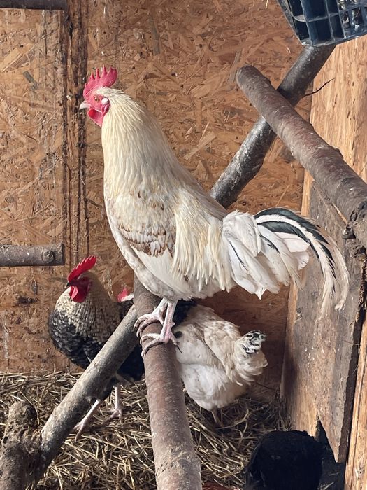 Koguty mieszance z wlasnej hodowli