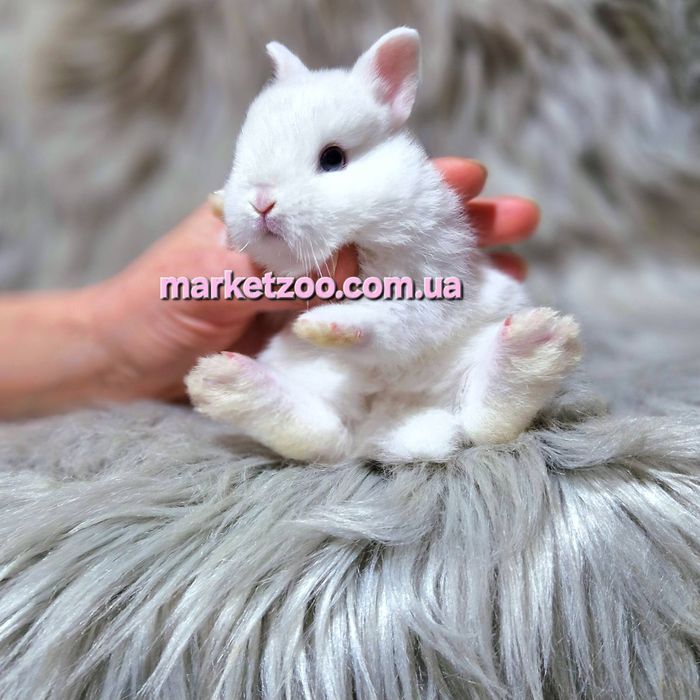 Кроленя породи Гермелін,карликові кролики, карликовый,карликовые декор